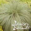 image CAREX COMANS FROSTED CURLS