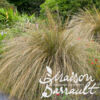 image CAREX COMANS BRONZE FORM