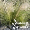 image STIPA TENUISSIMA PONY TAILS