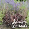 image HEUCHERA MICRANTHA PALACE PURPLE