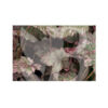 image HEUCHERA MICRANTHA MIDNIGHT ROSE