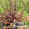 image HEUCHERA MICRANTHA PEACH FLAMBEE