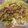 image HEUCHERA VILLOSUM MARMELADE