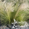 image STIPA TENUISSIMA PONY TAILS