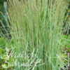 image CALAMAGROSTIS ACUTIFLORA
