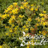image SEDUM FLORIFERUM GOLD