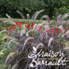 image PENNISETUM ADVENA RUBRUM