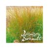 image CAREX PRAIRIE FIRE COLOUR GRASS