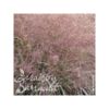 image ERAGROSTIS