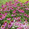 image ECHINACEE POW WOW PINK