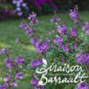 image SAUGE MICROPHYLLA VIOLETTE
