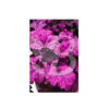 image HEUCHERA BERRY SMOOTHIE