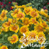 image GAILLARDE ARISTATA MESA PEACH