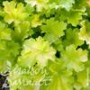 image HEUCHERA MICRANTHA LIME MARMALADE