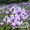 image CYCLAMEN NEAPOLITANUM ROSEA