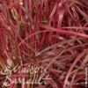 image PENNISETUM ADVENA FIREWORKS