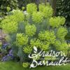 image EUPHORBIA WULFENII