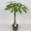 image PACHIRA TRESSE
