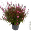 image GAURA LINDHEIMERI SISKYOU PINK