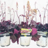 image HEUCHERA LITTLE CUTIE FROST