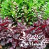 image HEUCHERA LITTLE CUTIE COCO