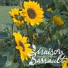 image HELIANTHUS