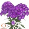 image PHLOX PANICULATA EARLY PURPLE EYE