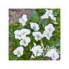 image VIOLA ODORATA ALBA