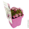 image SAXIFRAGE ALPINO EARLY PINK