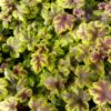 image HEUCHERELLA GOLD ZEBRA