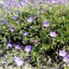image GERANIUM ROZANNE