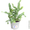 image PHLEBODIUM BLUE STAR