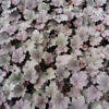 image HEUCHERA BINOCHE