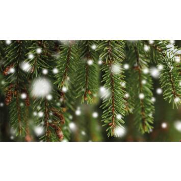 Précommande Sapins