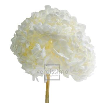 image HORTENSIA STABILISE NATUREL