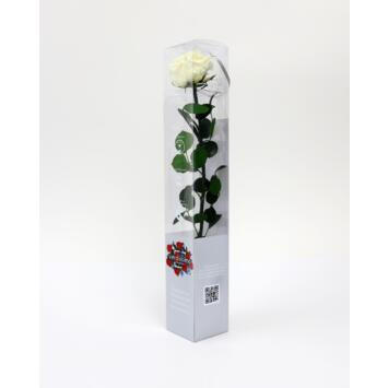 image BOITE ROSE SUR TIGE STAB VANILLE CREME