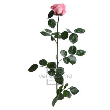 image BOITE ROSE SUR TIGE STAB ROSE PASTEL