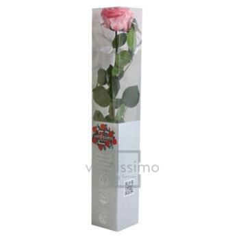 image BOITE ROSE SUR TIGE STAB ROSE PASTEL