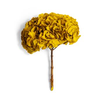 image HORTENSIA STABILISE COGNAC
