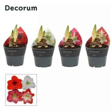image AMARYLLIS 2TIGES