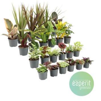 image PLANTES VERTES VARIEES