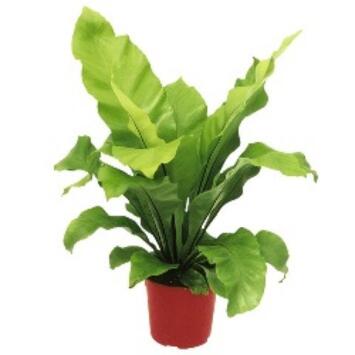 image ASPLENIUM NIDUS