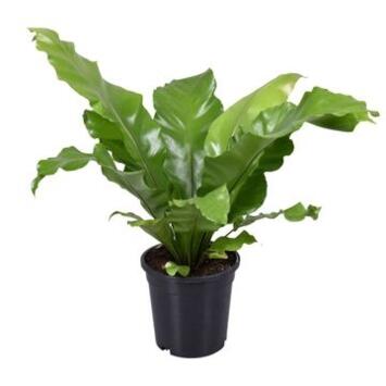 image ASPLENIUM NIDUS