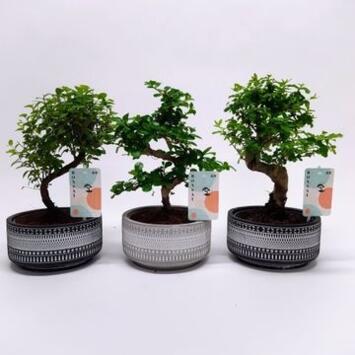 image BONSAI