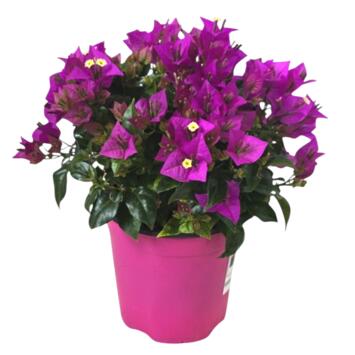 image BOUGAINVILLIER VIOLET
