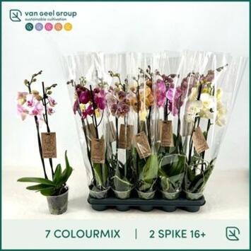 image PHALAENOPSIS 2BR VARIE