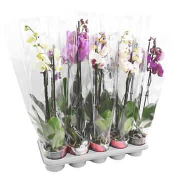 image PHALAENOPSIS 2BR VARIE