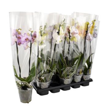 image PHALAENOPSIS 2BR VARIE