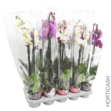 image PHALAENOPSIS 2BR VARIE