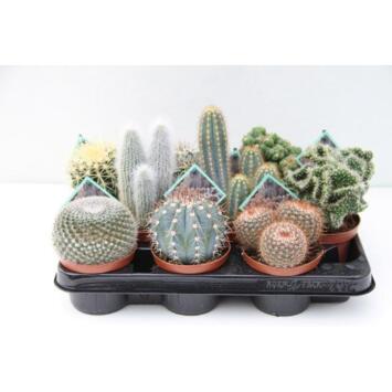 image CACTUS VARIES